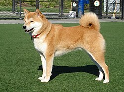 Dog